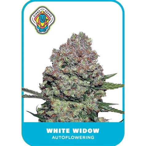 Simba Seeds White Widow Autoflower 3 Seeds