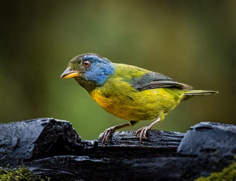 Moss Backed Tanager Owen Deutsch Photography