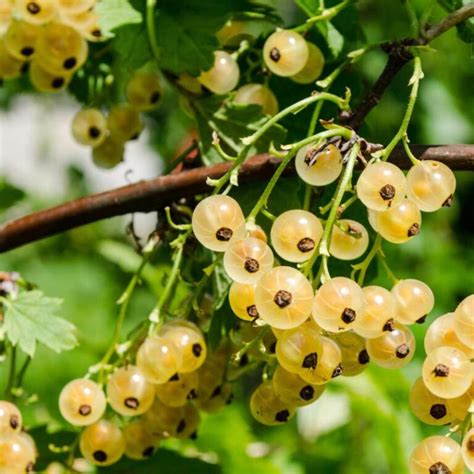 White Currant Bushes - Little Tree Farm