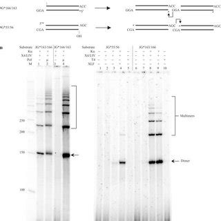 DNA Substrates With A Gap Are Ligated By XRCC4 Ligase IV In A