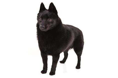 Schipperke Dog Breed Information