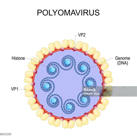 Polyomavirus Anatomy Of Virion Stock Illustration Download Image Now