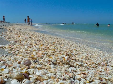 Turner Beach Sanibel Island I Love Shelling