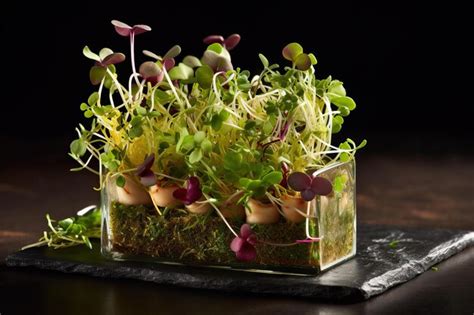 Premium Photo Microgreens Sprouts In A Glass Cup On The Table