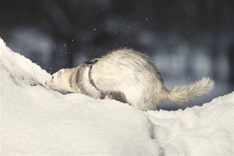 Silver the Ferret stock photo. Image of exotic, anxious - 9348786