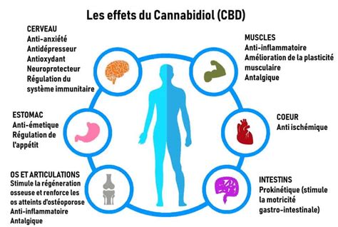 Le Cbd Et Ses Effets Secondaires à Quoi Faut Il Sattendre