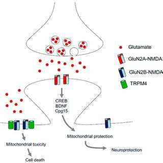 Differential Effects Of Synaptic And Extrasynaptic Nmdrs Nmda