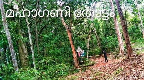 Illithodu One Of The Best Place For Visit In Ernakulam Film Location