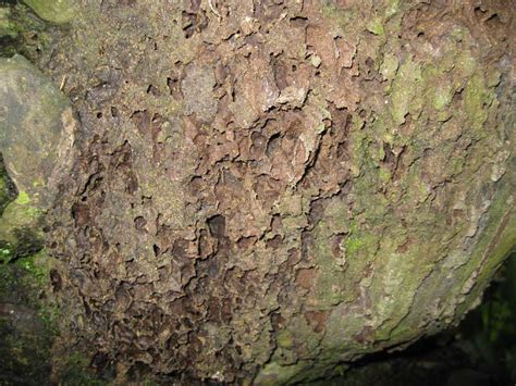 Termite Nests Termite Web