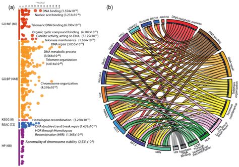 Enrichment Analysis And Protein Pathway Correlation A Shows The