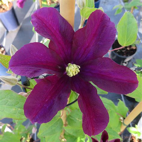 Clematis Warszawska Nike Lt