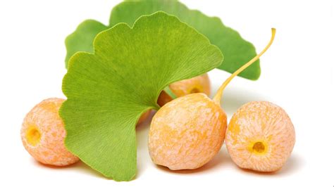 Ginkgo Biloba Beneficios Y Propiedades Unotv