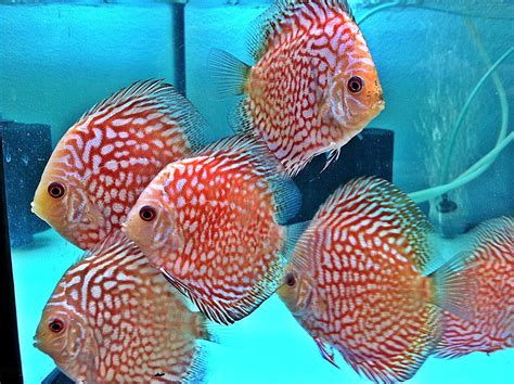 Mengenal Ikan Discus Dunia Air