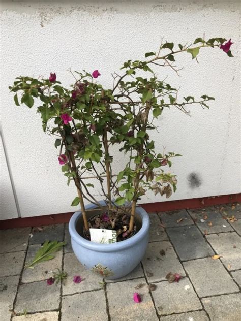 Bougainvillier Perd Ses Feuilles Quelles En Sont Les Raisons