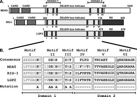 Conserved Domains And Helicase Motifs Of Mda Rig I And Lgp