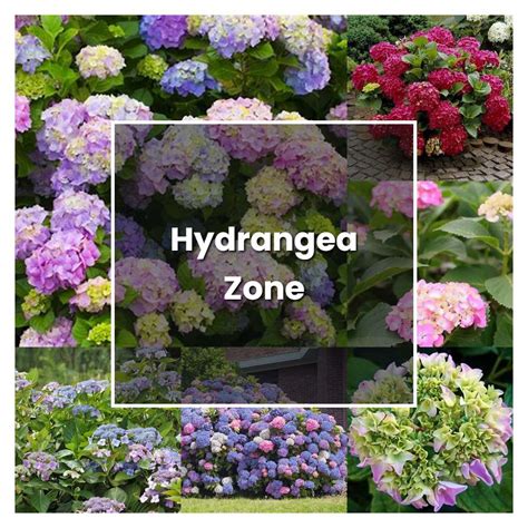 How to Grow Hydrangea Zone - Plant Care & Tips | NorwichGardener