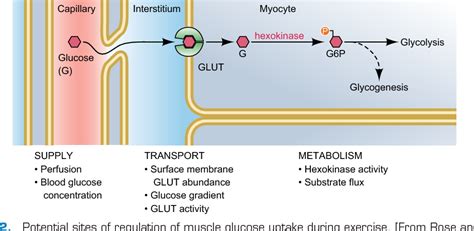 Figure From Glut And Skeletal Muscle Glucose Uptake Semantic