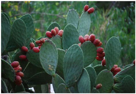 Plantas exóticas invasoras presentes en las áreas naturales protegidas