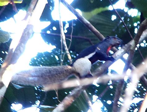 Prevosts Squirrel At Meriuk Farm Stay Mammals Of Borneo