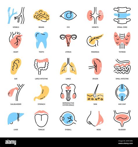 Human Internal Organs Icon Set In Colored Line Style Anatomy Symbols