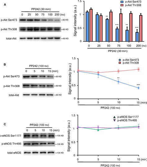 P‐enos Ser1177 Was Independent Of Phosphorylation Of Akt At Ser473 Download Scientific Diagram