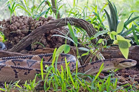 Amazon Rainforest Snakes | Photos & Info | Thinkjungle.com