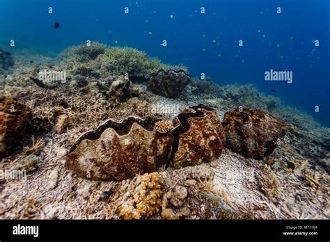 Closeup of closed and open giant clams on coral reef Stock Photo - Alamy