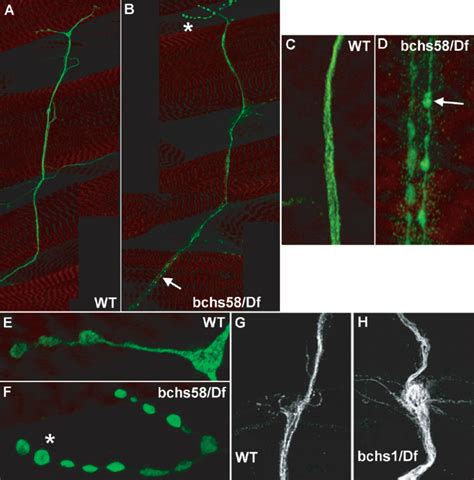 Microtubule bundles show abnormalities in bchs motor axons. A, B ...