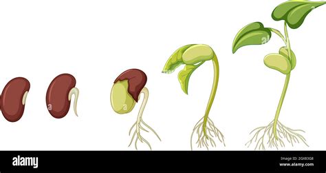 Diagrama Que Muestra La Planta Que Crece Sobre Fondo Blanco Imagen