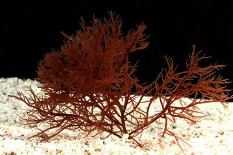 Live Bright Red Ogo Gracilaria Marine Macro Algae Plant Reef Refugium