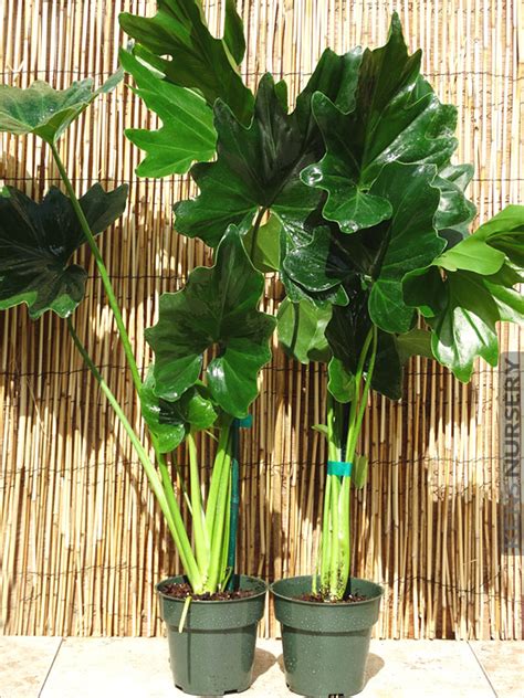 Xl Giant Landscape Split Leaf Philodendron Selloum Kens Nursery