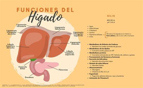 Funciones hígado BIOMEDICO uDocz Higado anatomia Anatomia y