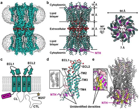 Figure From Structural Insights Into The Gating Mechanism Of Human