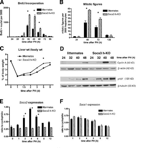 Figure 1 From Regulation Of Liver Regeneration And Hepatocarcinogenesis