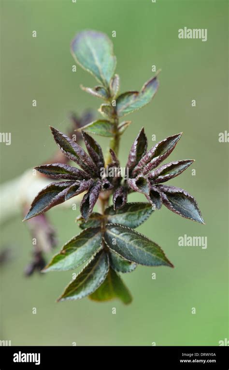 Elder Sambucus Nigra Tree Shrub Deciduous Caprifoliaceae Foliage Spring