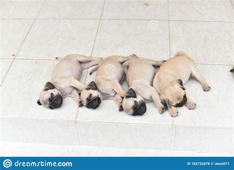 Cute puppy Pug sleeping stock photo. Image of lonely - 182732676