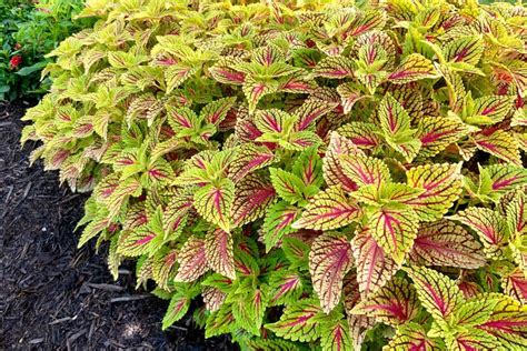 How Cold Can Coleus Tolerate Will One Survive The Winter