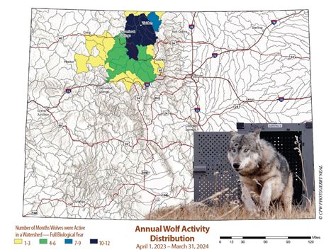 What Colorado Parks And Wildlife’s First Wolf Report Does — And Doesn’t — Tell Us About