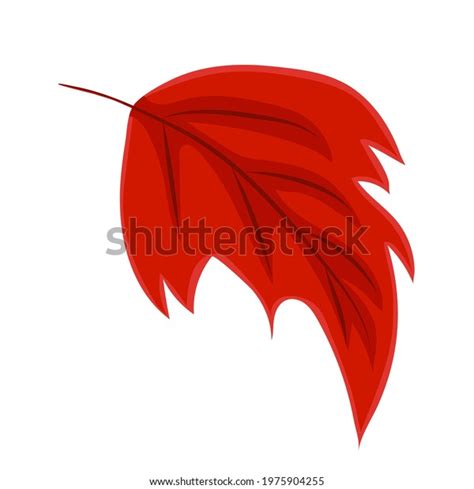 Red Autumn Leaf Drawing Vector Illustration Stock Vector (Royalty Free) 1975904255 | Shutterstock