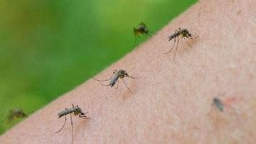 Trampas Caseras Para Mosquitos Sencillas Baratas Y Efectivas