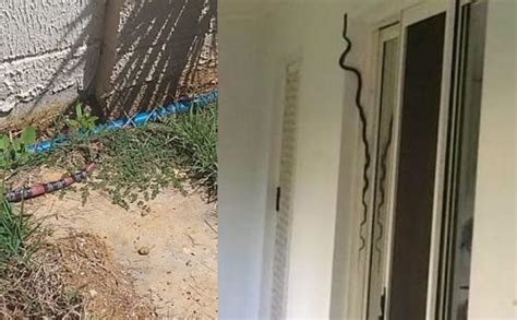 Conquista Cobras invadem casas e deixam moradores em pânico Blog do