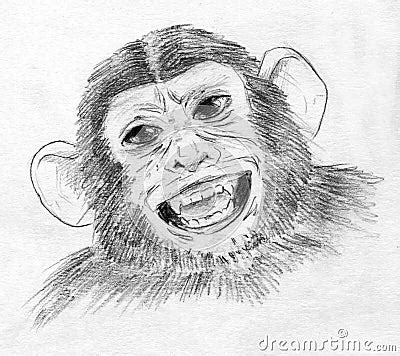 Laughing Chimp Royalty Free Stock Photo - Image: 22477375