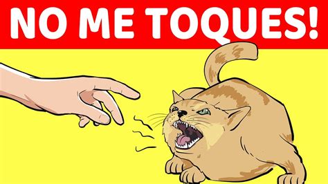 10 Señales De Que Tu Gato No Confía En Ti Youtube