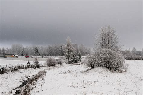 Free Images Tree Frost Weather Season Blizzard Freezing