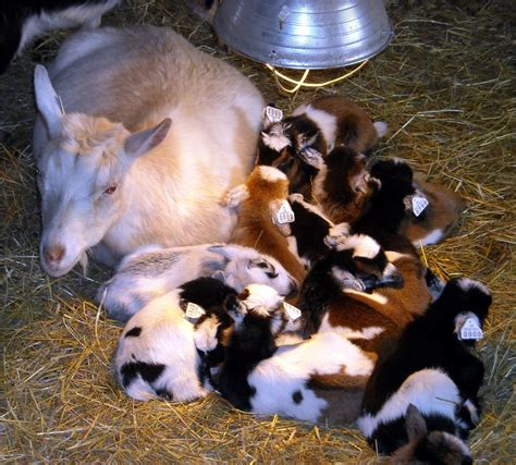 Buffalo Creek Farm and Creamery, LLC: Nigerian Dwarf Goats 2012 Kids