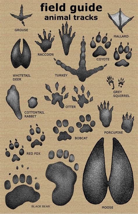 How To Identify Animal Tracks Soul Seekers