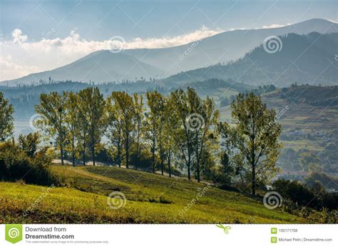 Range Of Poplar Trees By The Road On Hillside Stock Photo Image Of