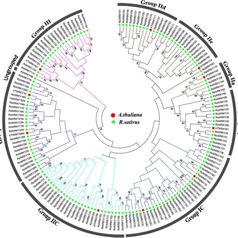 Unrooted Phylogenetic Tree Representing Relationships Among Wrky