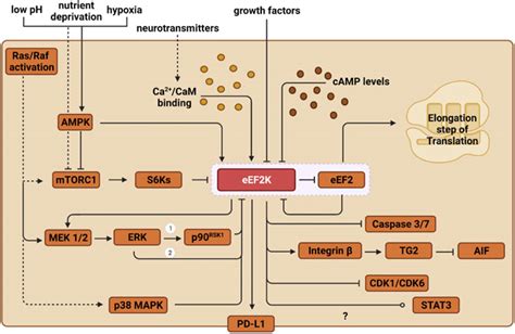 Frontiers Insights Into The Pathologic Roles And Regulation Of