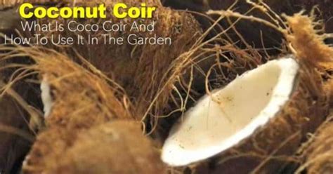 Coconut Coir What Is Coco Coir And How To Use It In The Garden